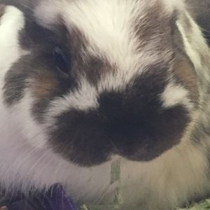 Meet your Posher, Addison